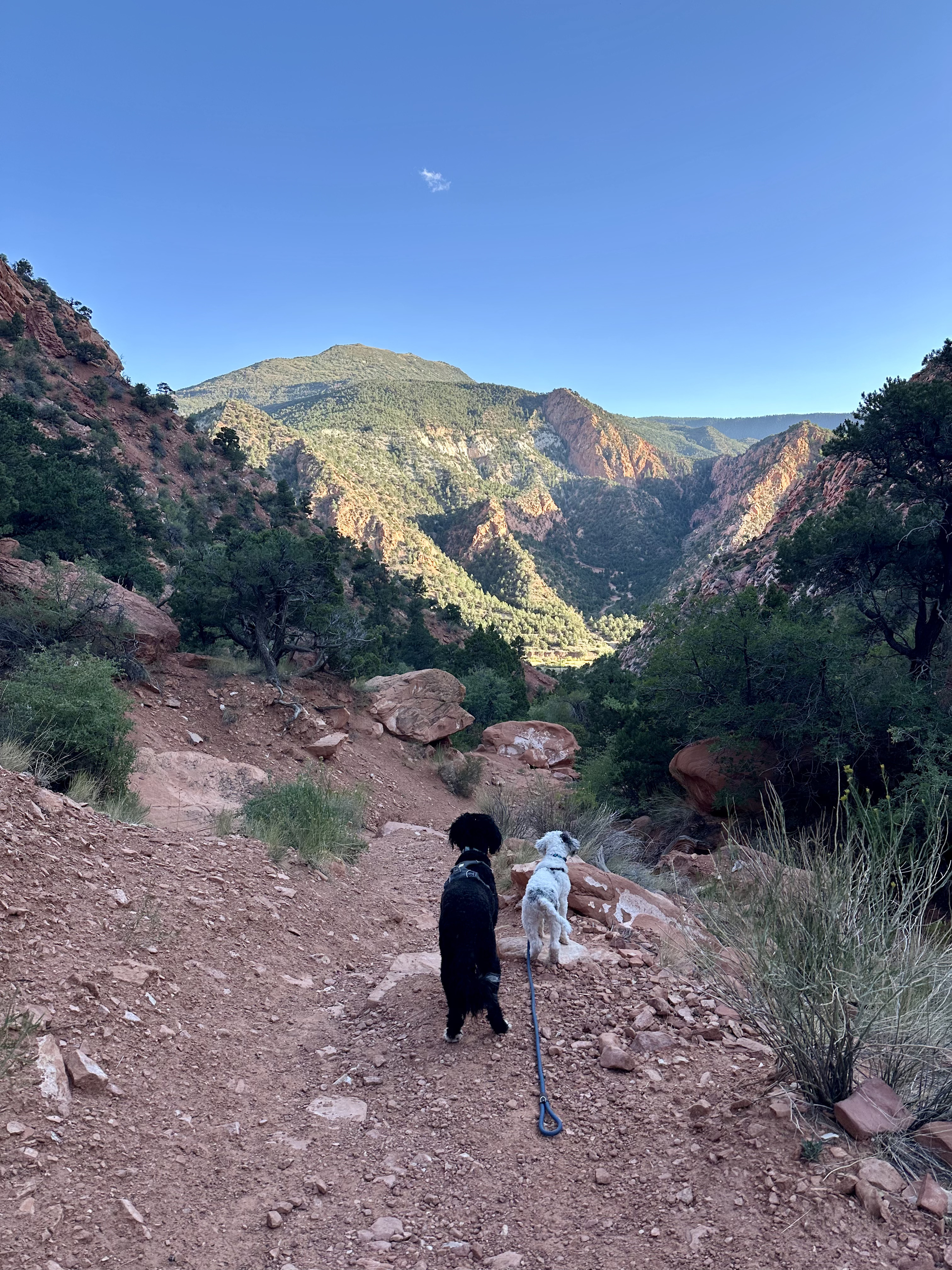 Dog on a backcountry adventure hike with its family